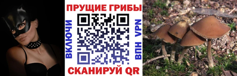 Псилоцибиновые грибы мицелий  гидра сайт  Алушта 